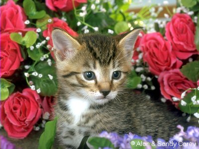 Un autre chat
