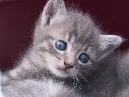 Le plus chat