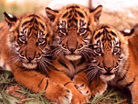 les bébés tigres