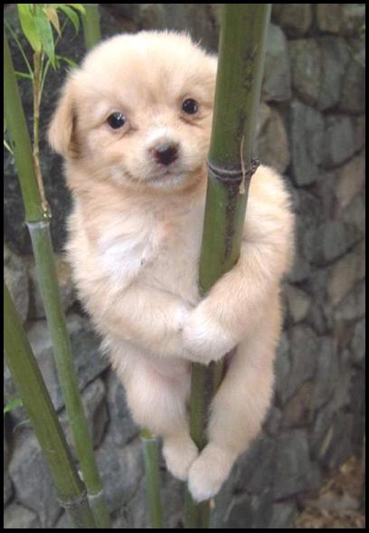 tro chou