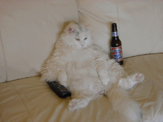 le chat alcolo!