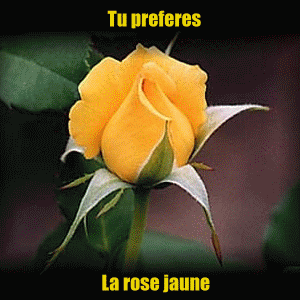 Les roses ...