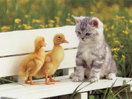 petit chat...
