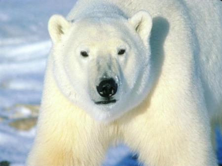 ours blanc