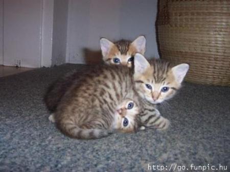 3 boules de poils