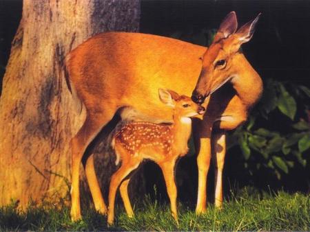 biche et faon