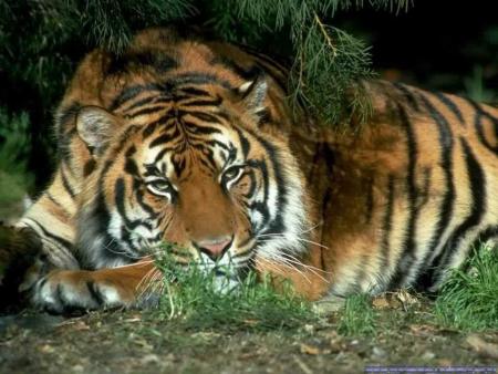 tigre 2
