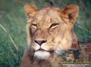 lionne prête à attaquer