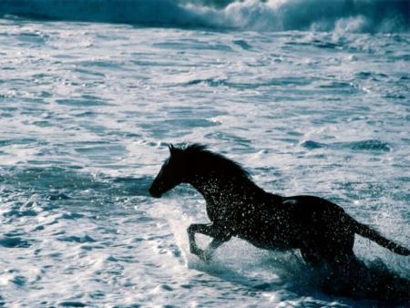 cheval à la mer
