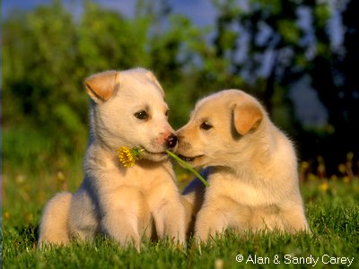 2 beaux labradors