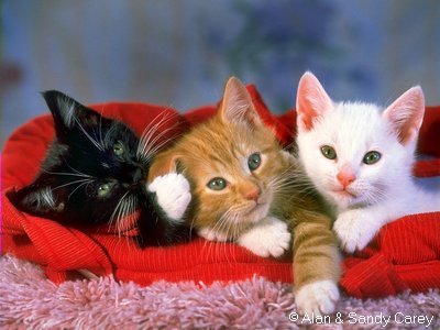 trio de chats tricolors