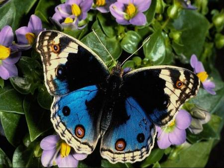 papillon
