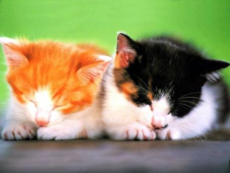 chats roux et noir