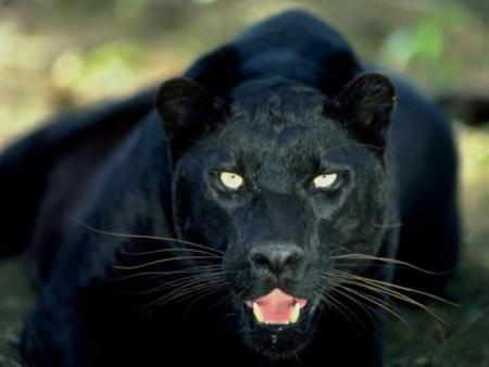panthère noire