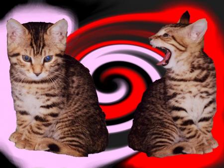 petit montage rigolo