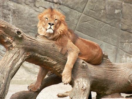 lion sur un arbre au soleil