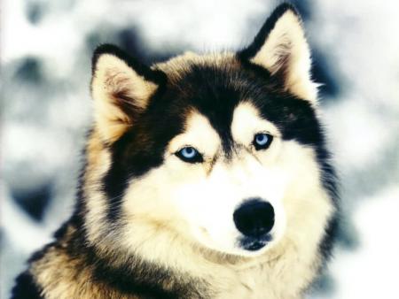 Youski