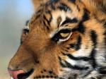 oeil de tigre