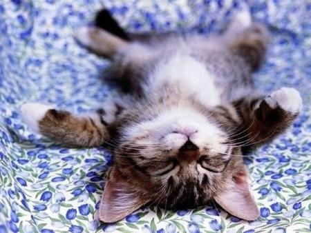 chat parresseux