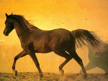 cheval au coucher de soleil