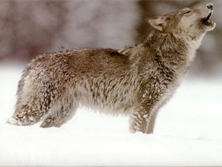 loup 1