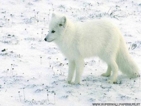 loup blanc 2