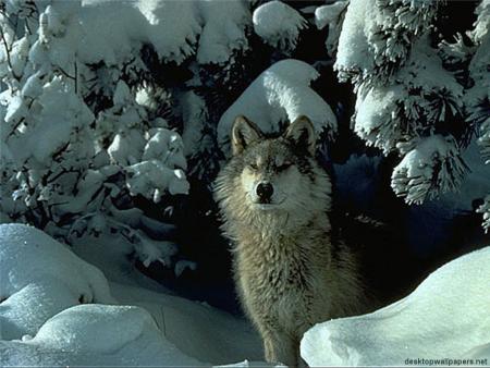 loup 2