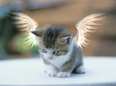 chat angélique